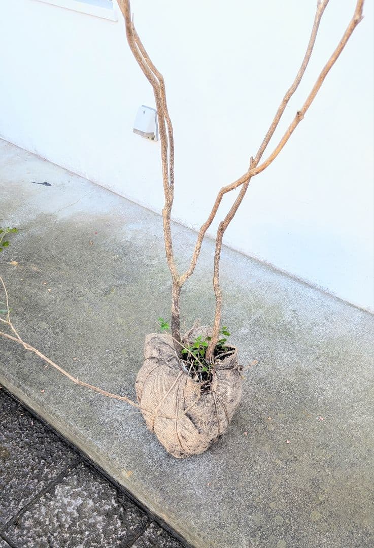 新春特価。山採りアセビ株