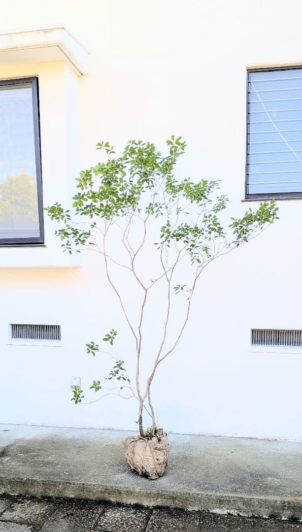 新春特価。山採りアセビ株