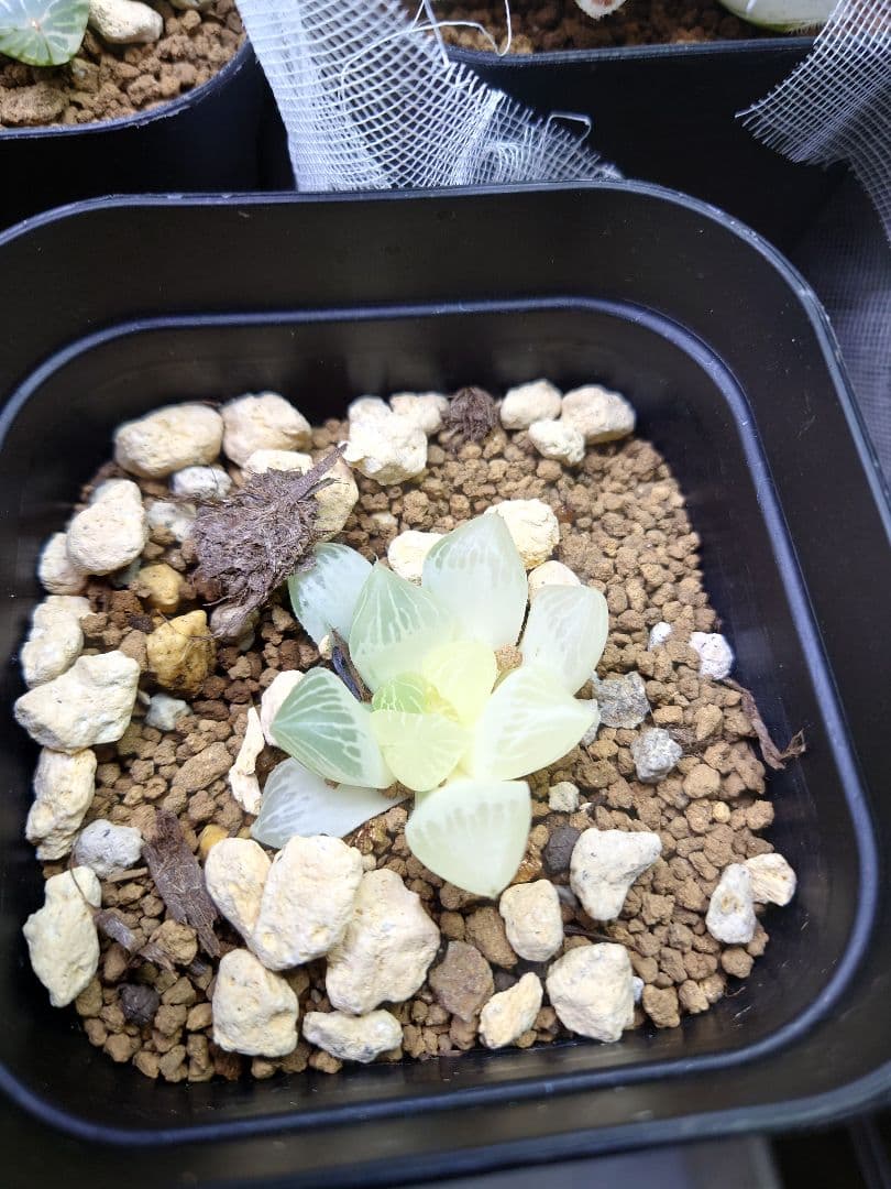 【白蛇伝】カキコ株　発根済み！