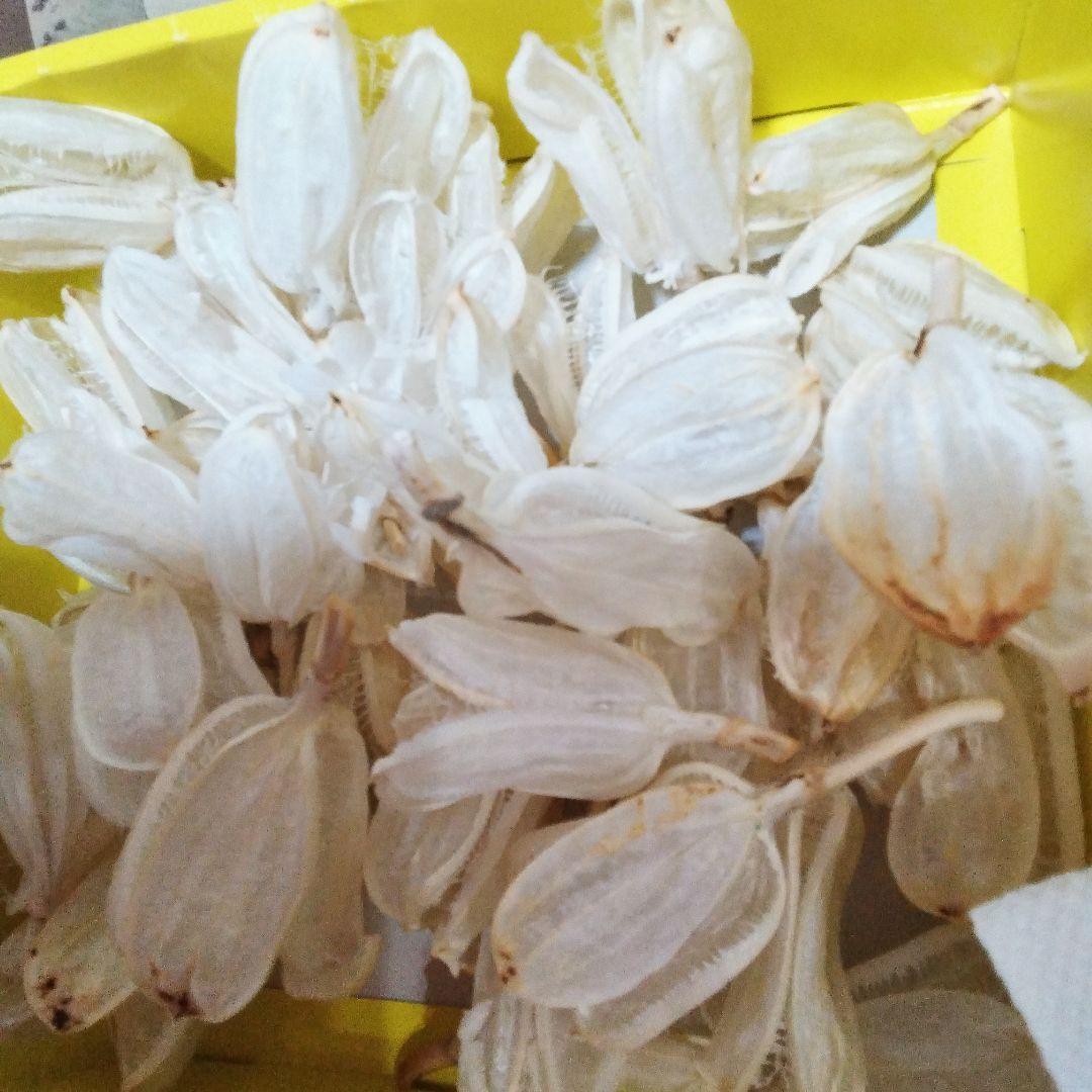 オオウバユリ　2025 収穫　茶色いプリザーブドフラワー花材