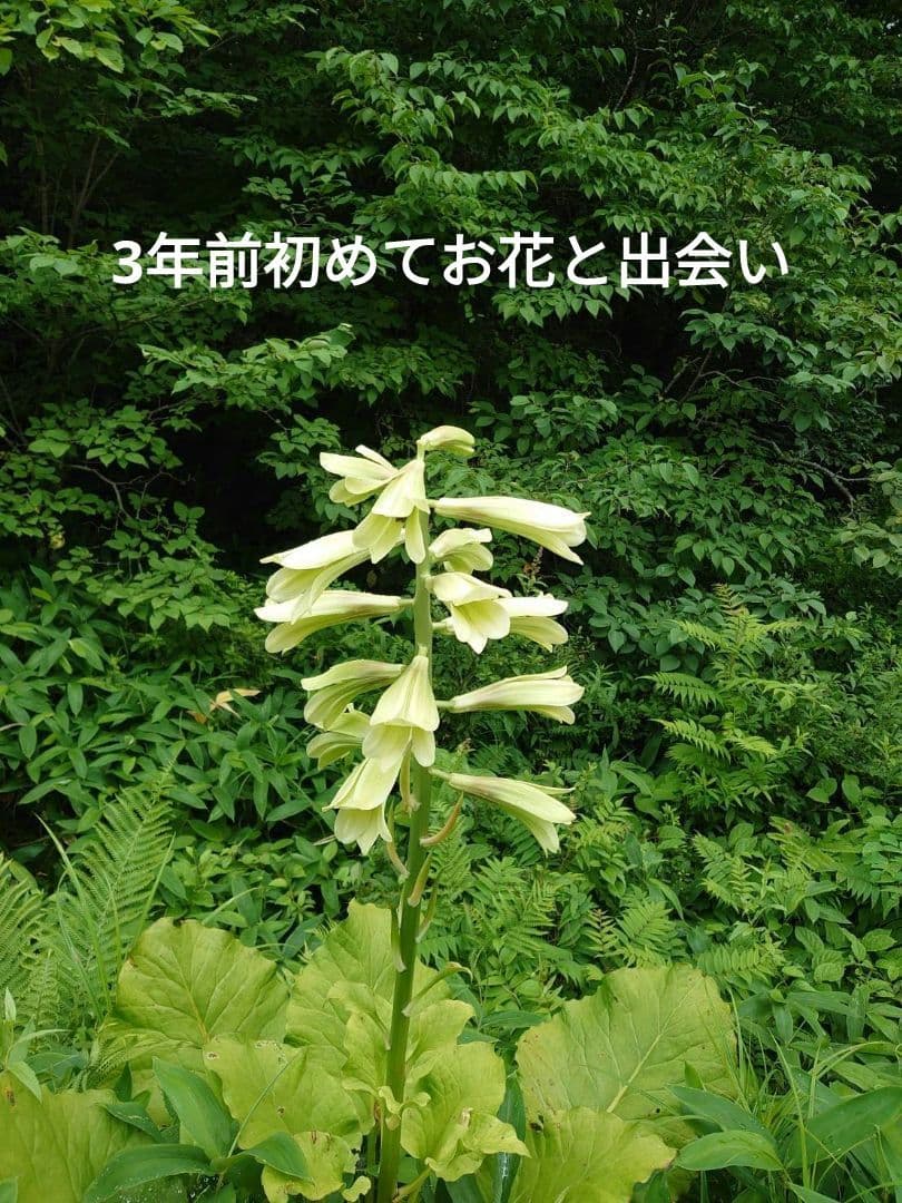 オオウバユリ　2025 収穫　茶色いプリザーブドフラワー花材