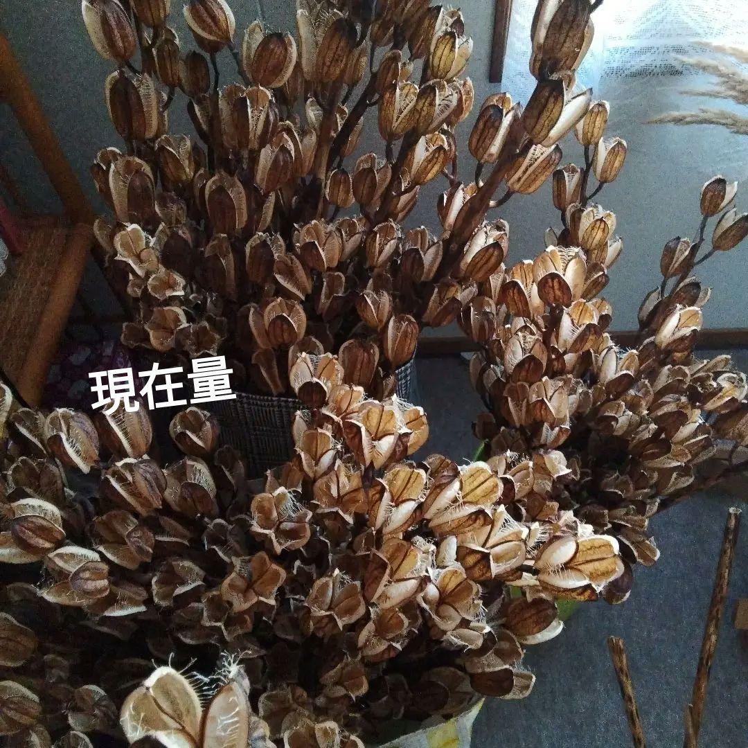 オオウバユリ　2025 収穫　茶色いプリザーブドフラワー花材