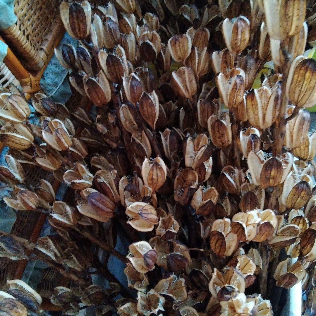 オオウバユリ　2025 収穫　茶色いプリザーブドフラワー花材