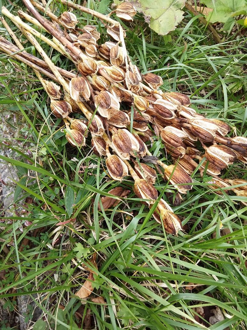 オオウバユリ　2025 収穫　茶色いプリザーブドフラワー花材