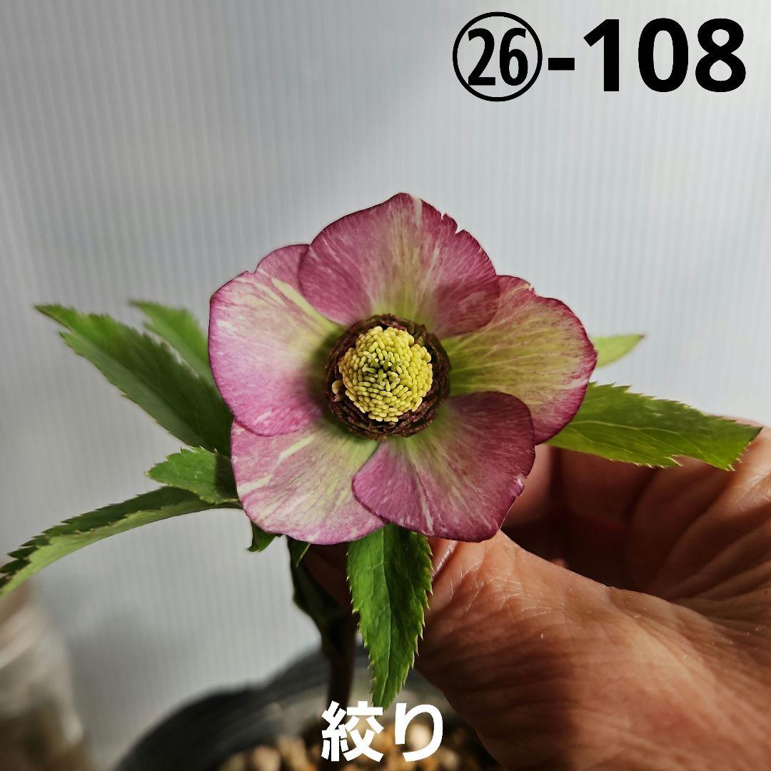 かぁむぅ様ご購入苗㉖-108㉖-133クリスマスローズ