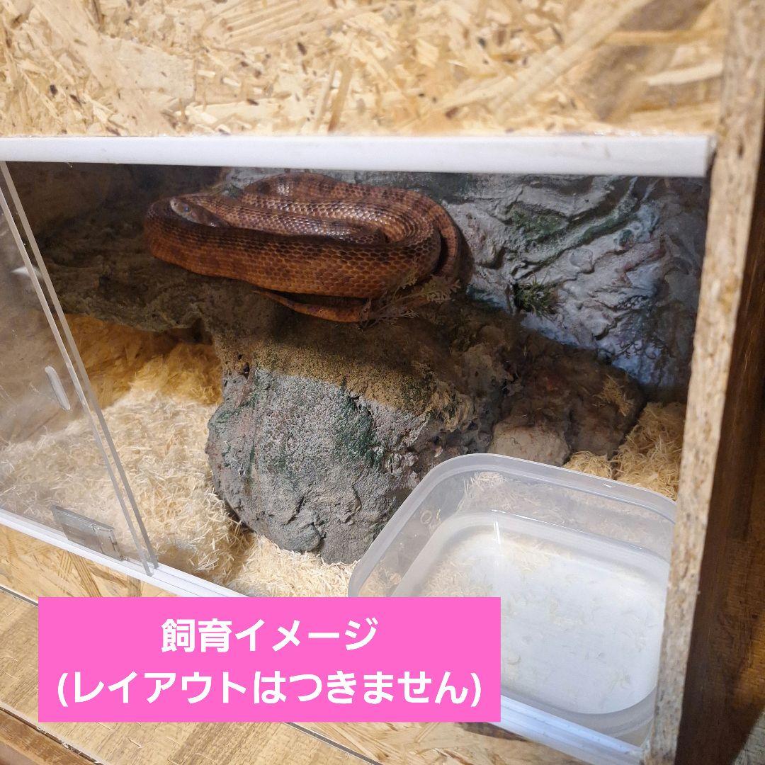 オールインワン！大型充実ケージ(未使用)