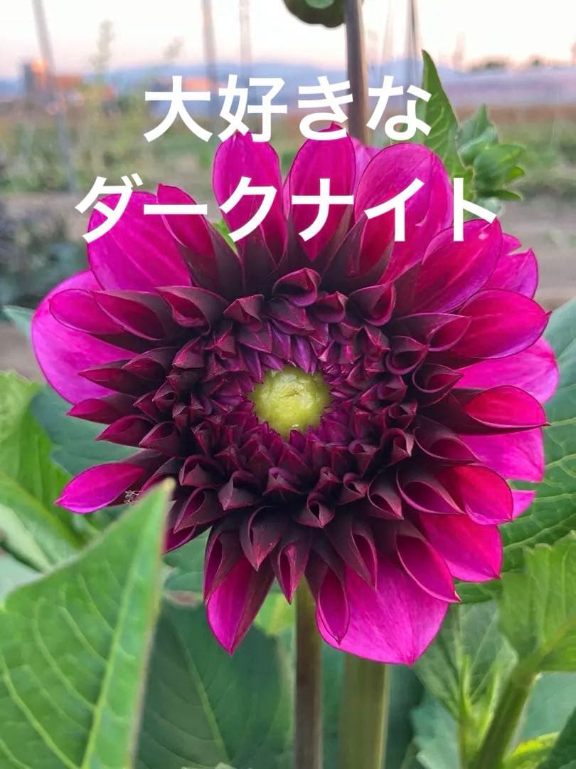 ダリア ご予約画面