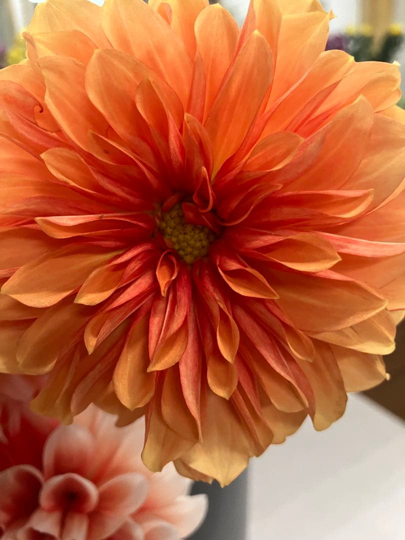 ダリア ご予約画面