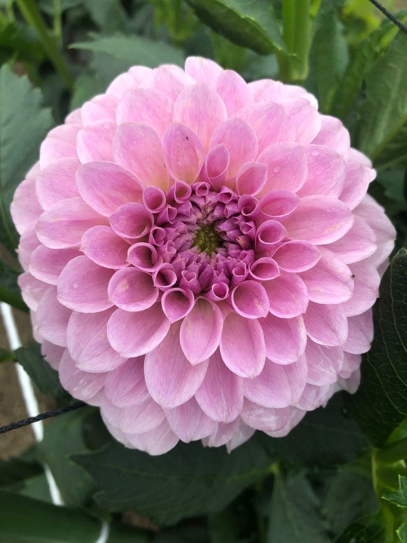 ダリア ご予約画面