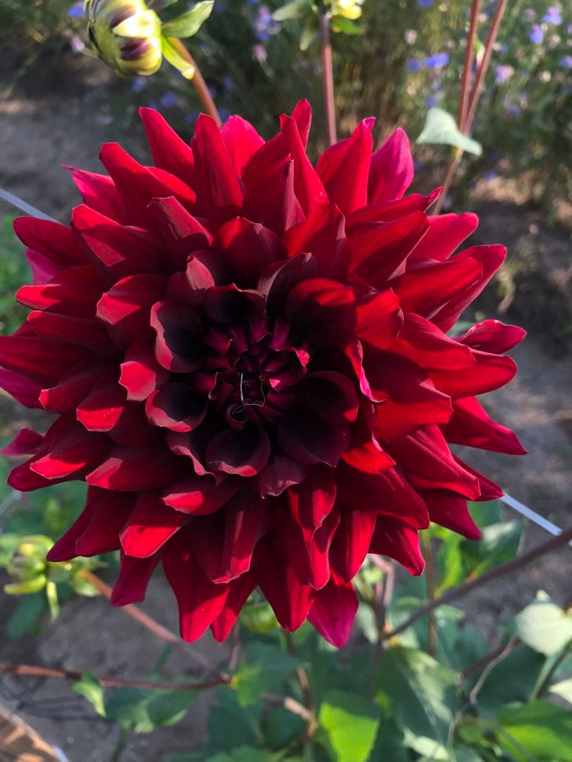 ダリア ご予約画面