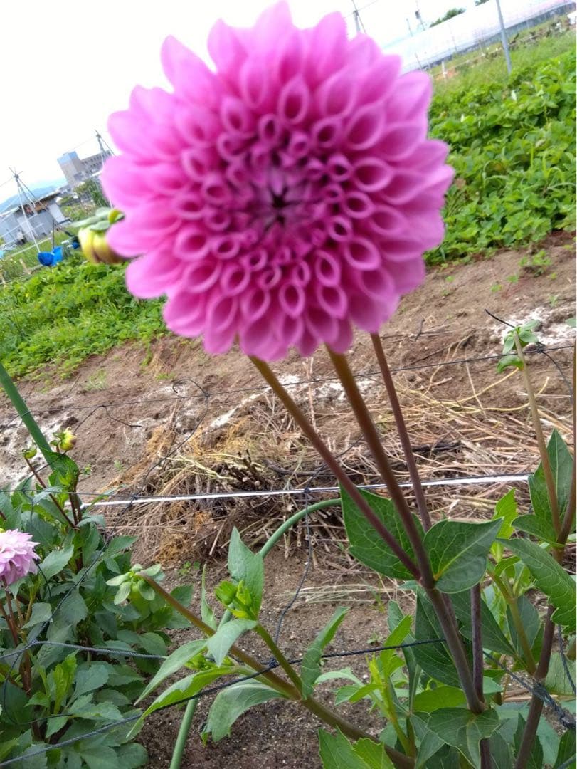 ダリア ご予約画面