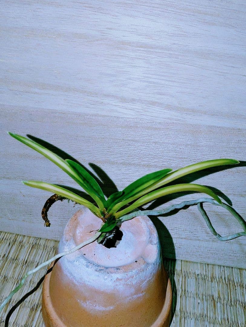 【迎春特別価格品】富貴蘭　必見！！超レア系統の高橋羆
