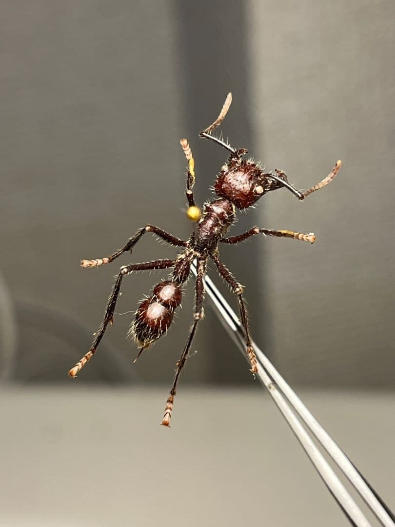 【23mm】パラポネラ アシナガアリ 標本いきもの大図鑑 蟻 クロオオアリ