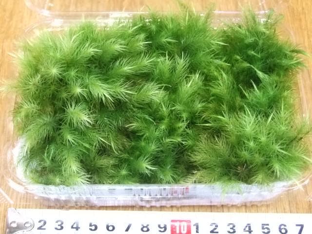 sunface master　　ホソバオキナゴケ1トレーと苔各種3パック