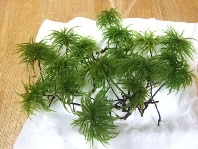 sunface master　　ホソバオキナゴケ1トレーと苔各種3パック