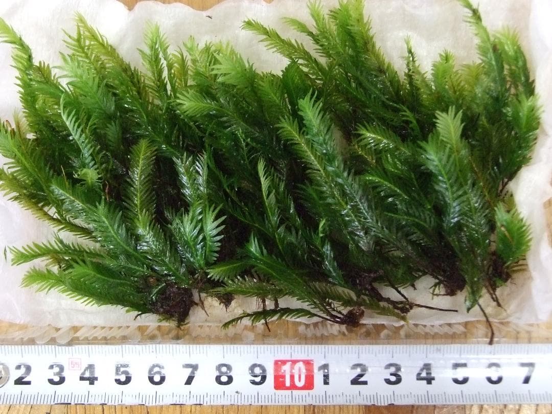 sunface master　　ホソバオキナゴケ1トレーと苔各種3パック