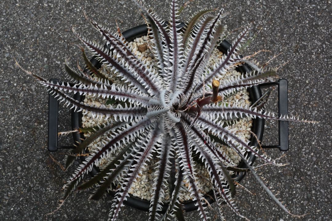 Dyckia ‘Kraken’ ディッキア　クラーケン