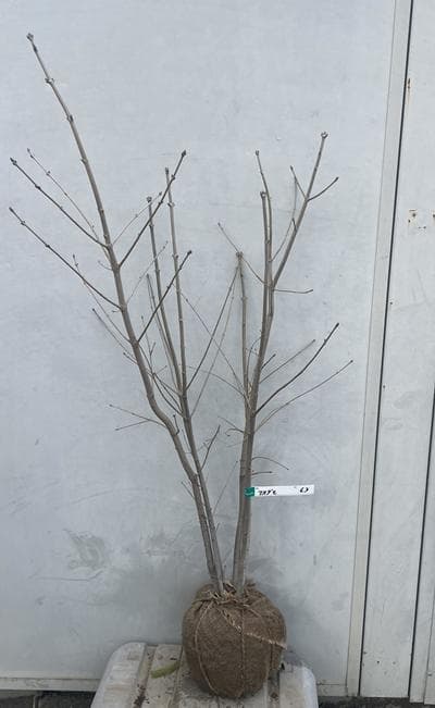 《現品》アオダモ　株立ち　樹高1.1ｍ（根鉢含まず）63【庭木/苗木/バット】