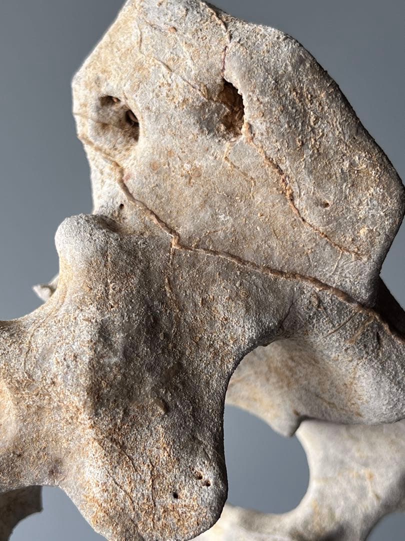 「清影」　天然石　太湖石　玲瓏石　鑑賞石　飾り石　中国美術　置物　水石　黑檀台座