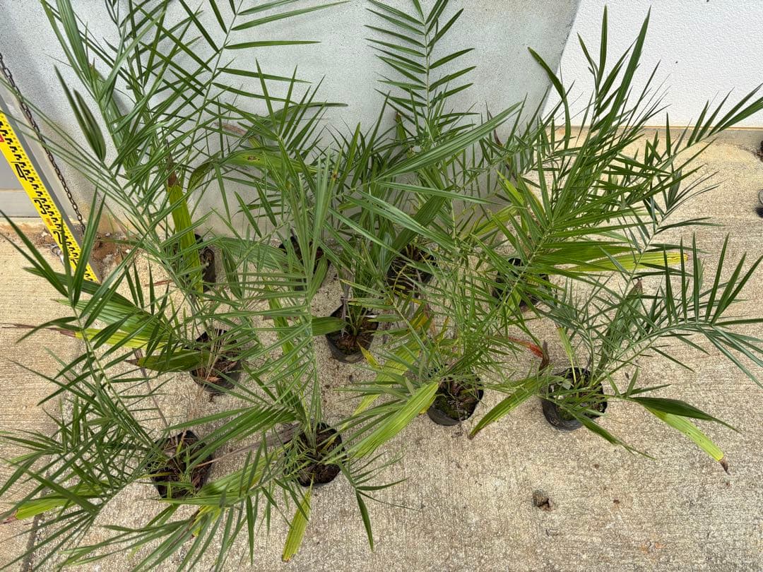 ナツメヤシ　10本セット