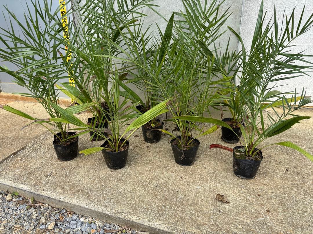 ナツメヤシ　10本セット