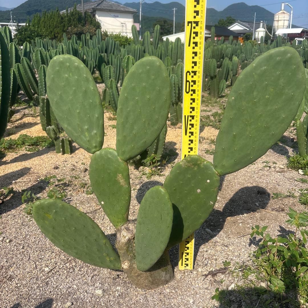 musashi_1113　ウチワサボテン　うちわサボテン　サボテンブランチ