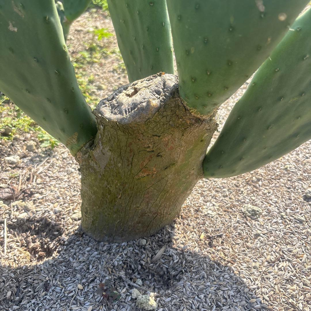 musashi_1113　ウチワサボテン　うちわサボテン　サボテンブランチ