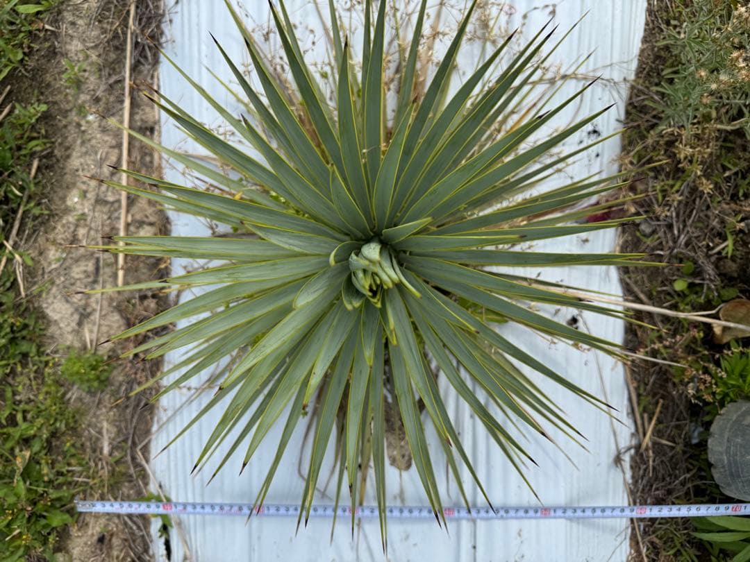 suika　ユッカ ロストラータ　実生株7株　抜き苗発送