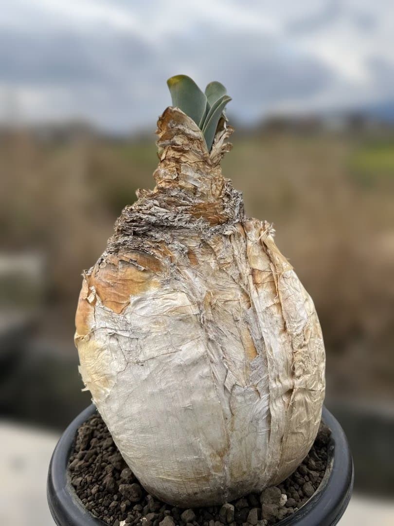 現地株　ブーファン　ハエマンソイデス　鉢ごと発送