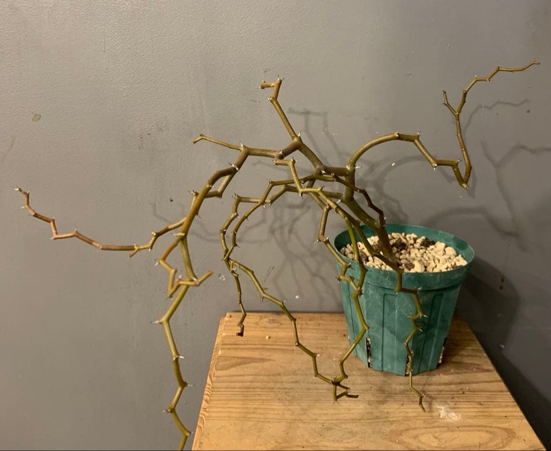 デカリア マダガスカルエンシス