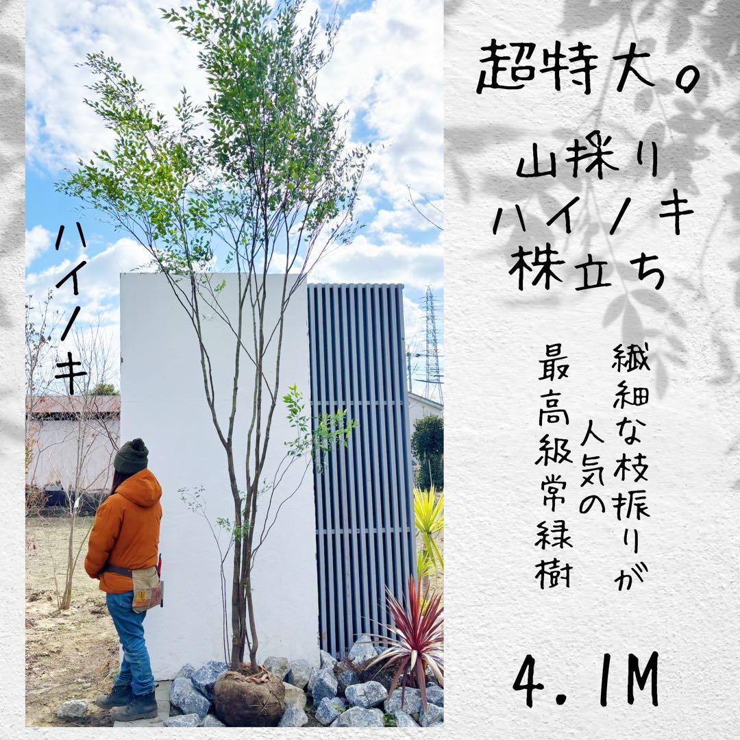超特大。山採りハイノキ大株立ち4.1M(鉢底から)