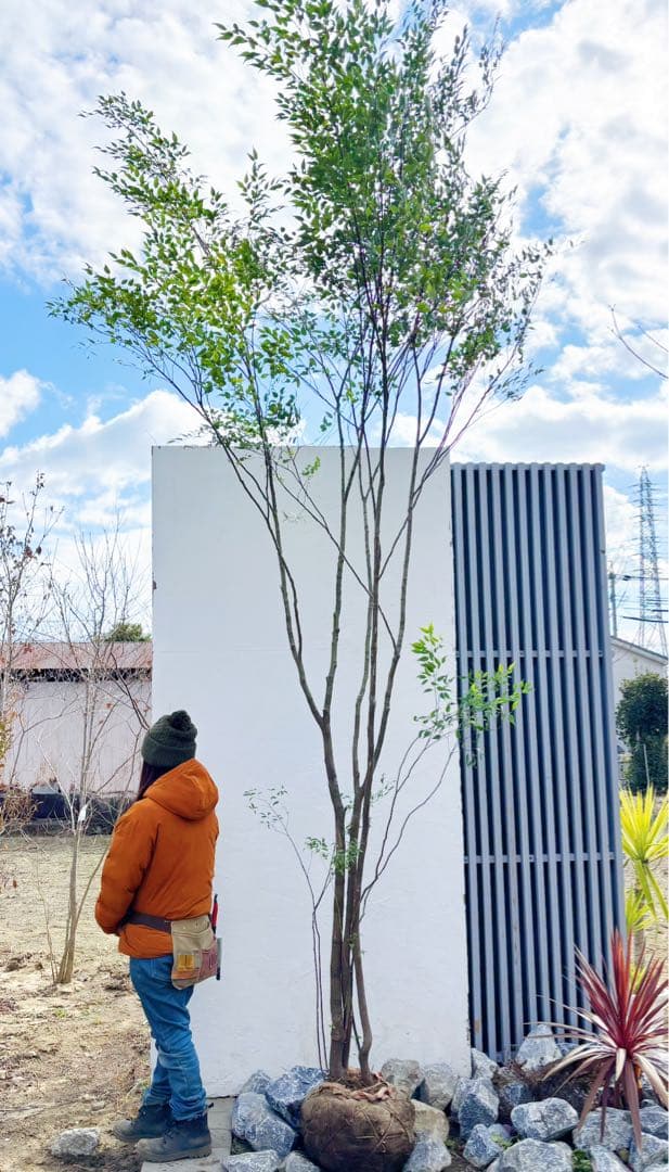 超特大。山採りハイノキ大株立ち4.1M(鉢底から)