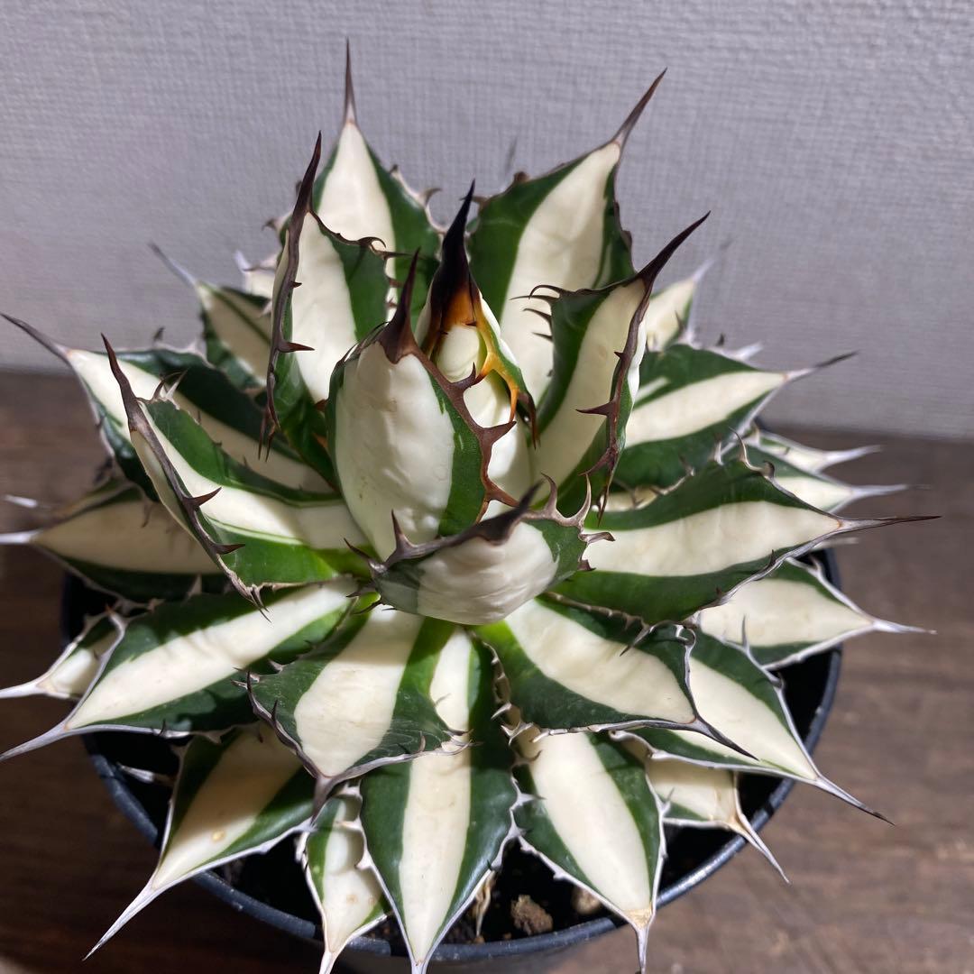 アガベ　ホリダ白中斑入　極上4