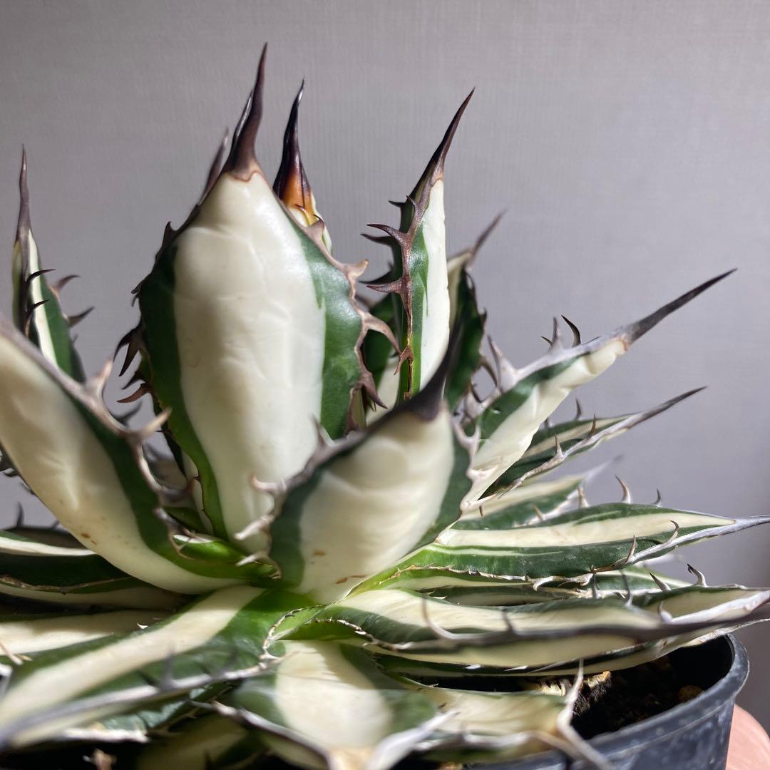 アガベ　ホリダ白中斑入　極上4