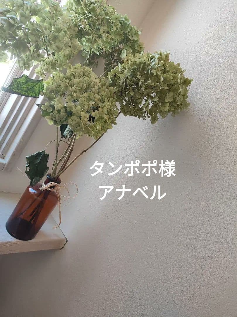 タンポポ様紫陽花アナベルドライフラワー