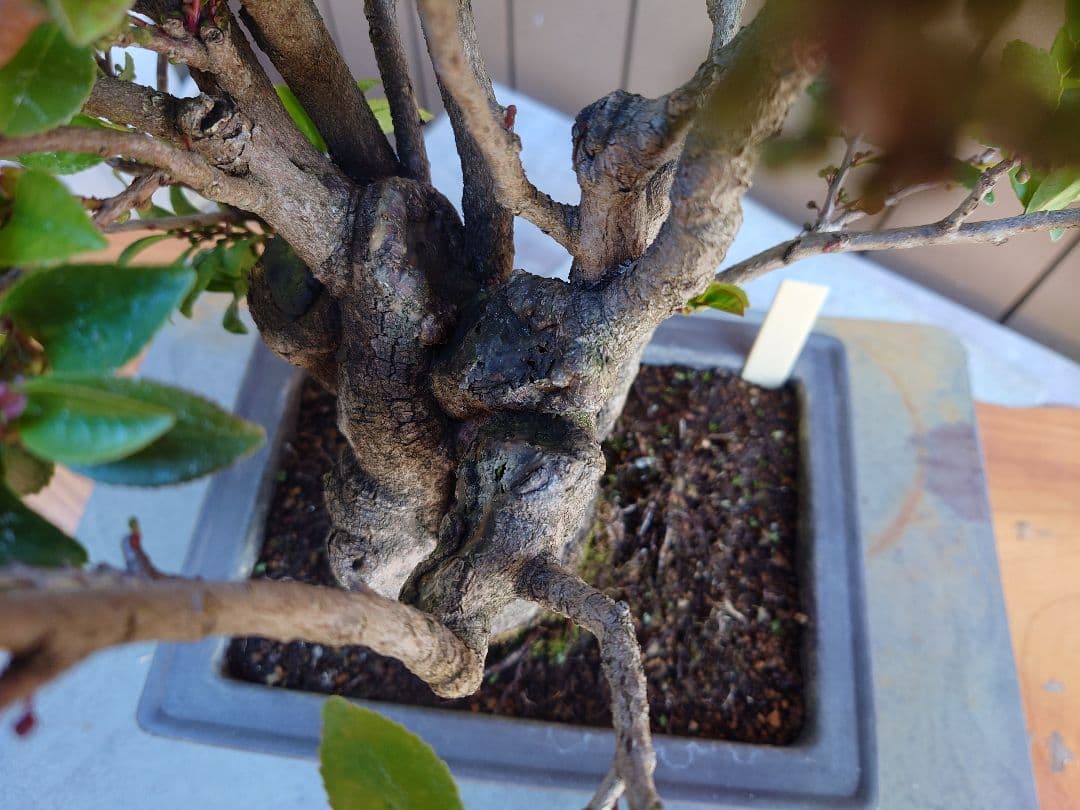 盆栽　サカキ　樹高40cm