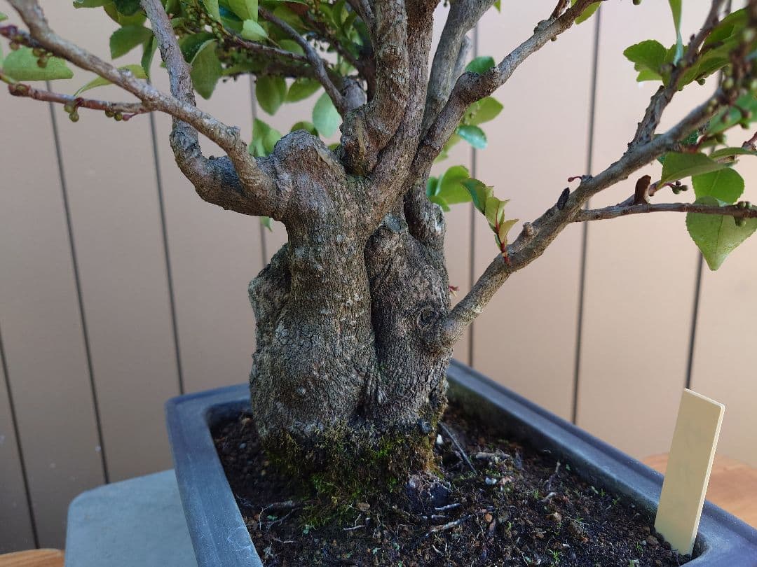 盆栽　サカキ　樹高40cm