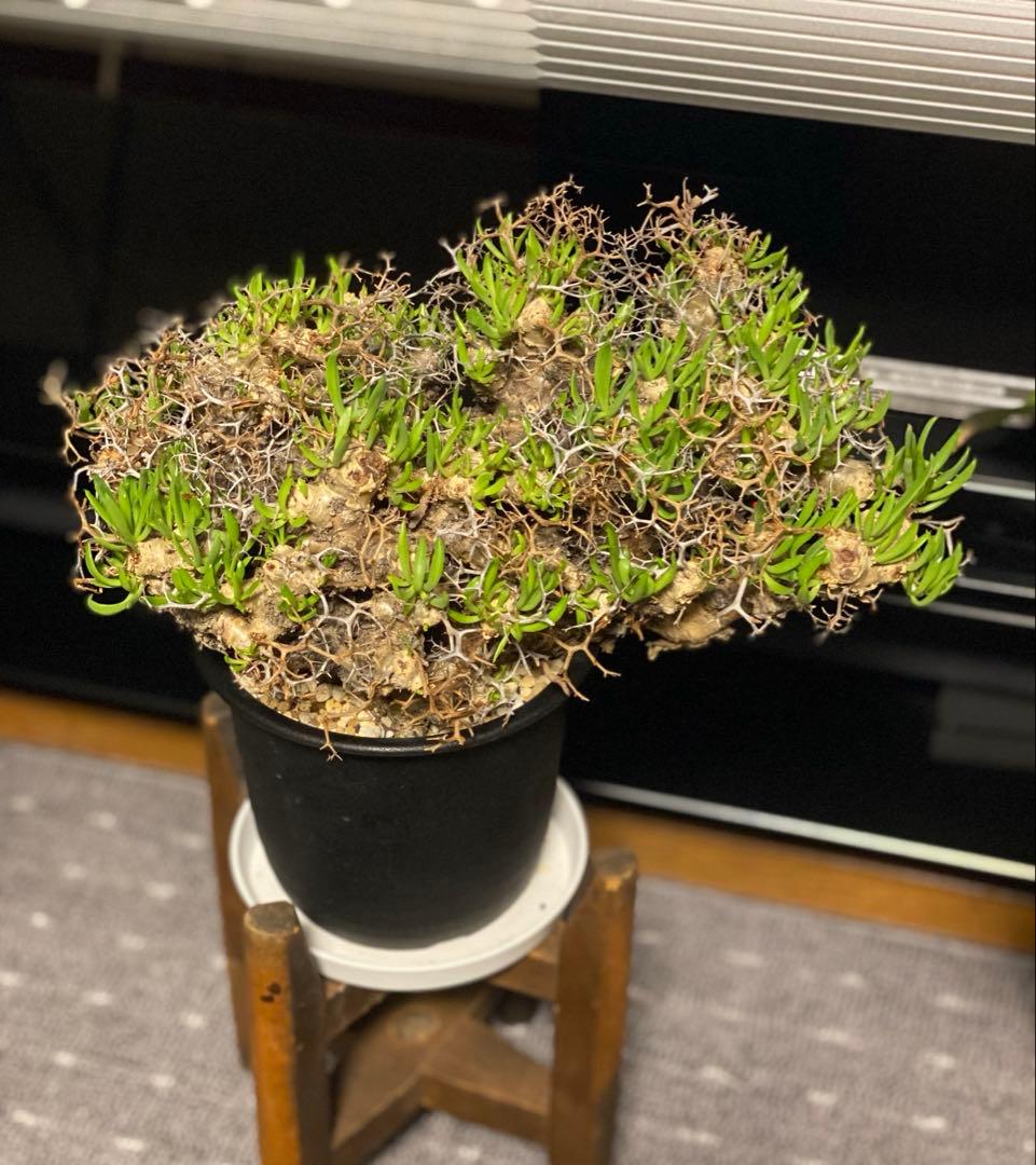 チレコドン　レティキュラーツス　万物想　　現地株・発根済　大型