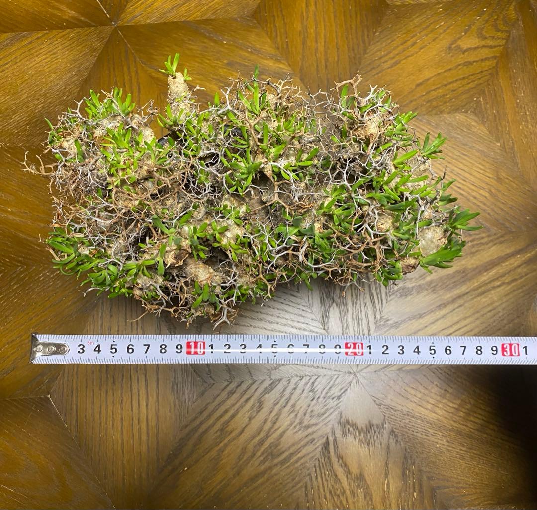 チレコドン　レティキュラーツス　万物想　　現地株・発根済　大型