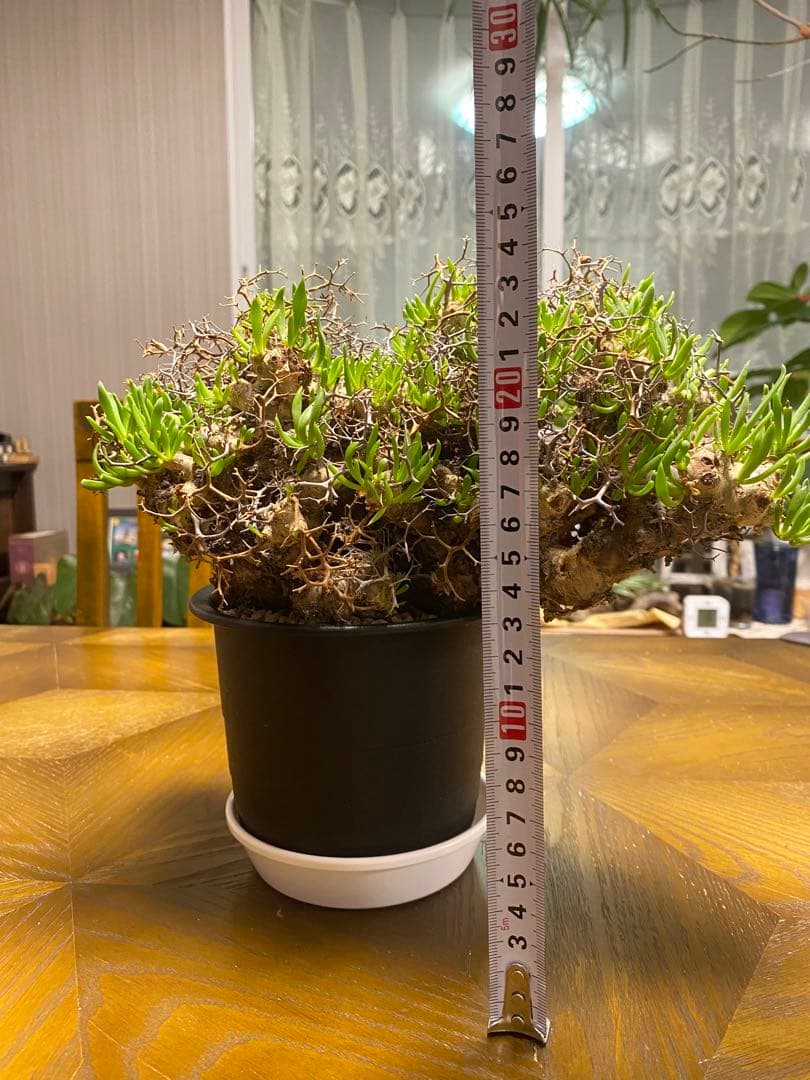 チレコドン　レティキュラーツス　万物想　　現地株・発根済　大型