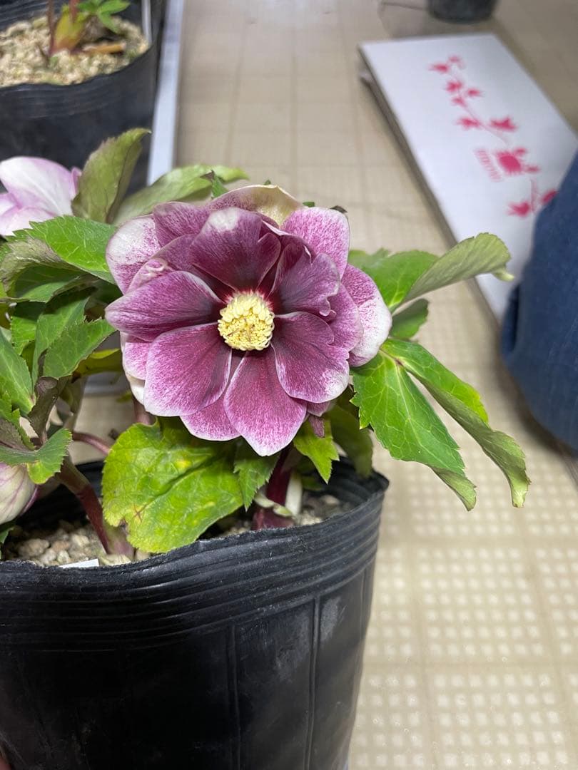 加藤農園 アンティーク系 クリスマスローズ