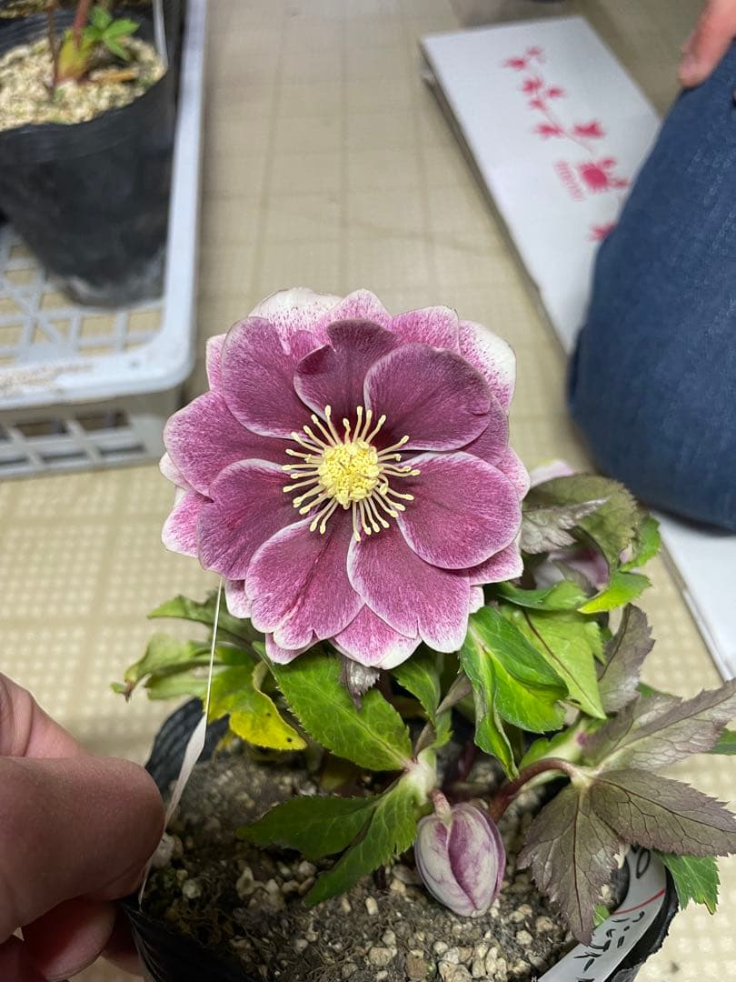 加藤農園 アンティーク系 クリスマスローズ