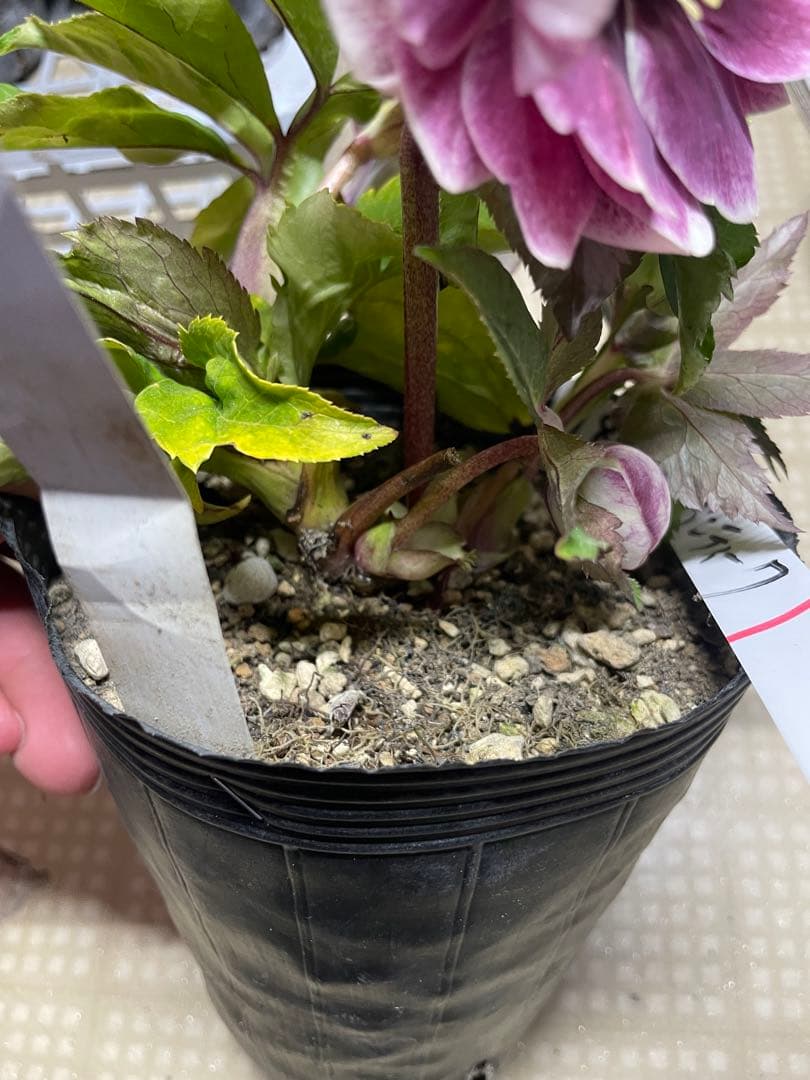 加藤農園 アンティーク系 クリスマスローズ