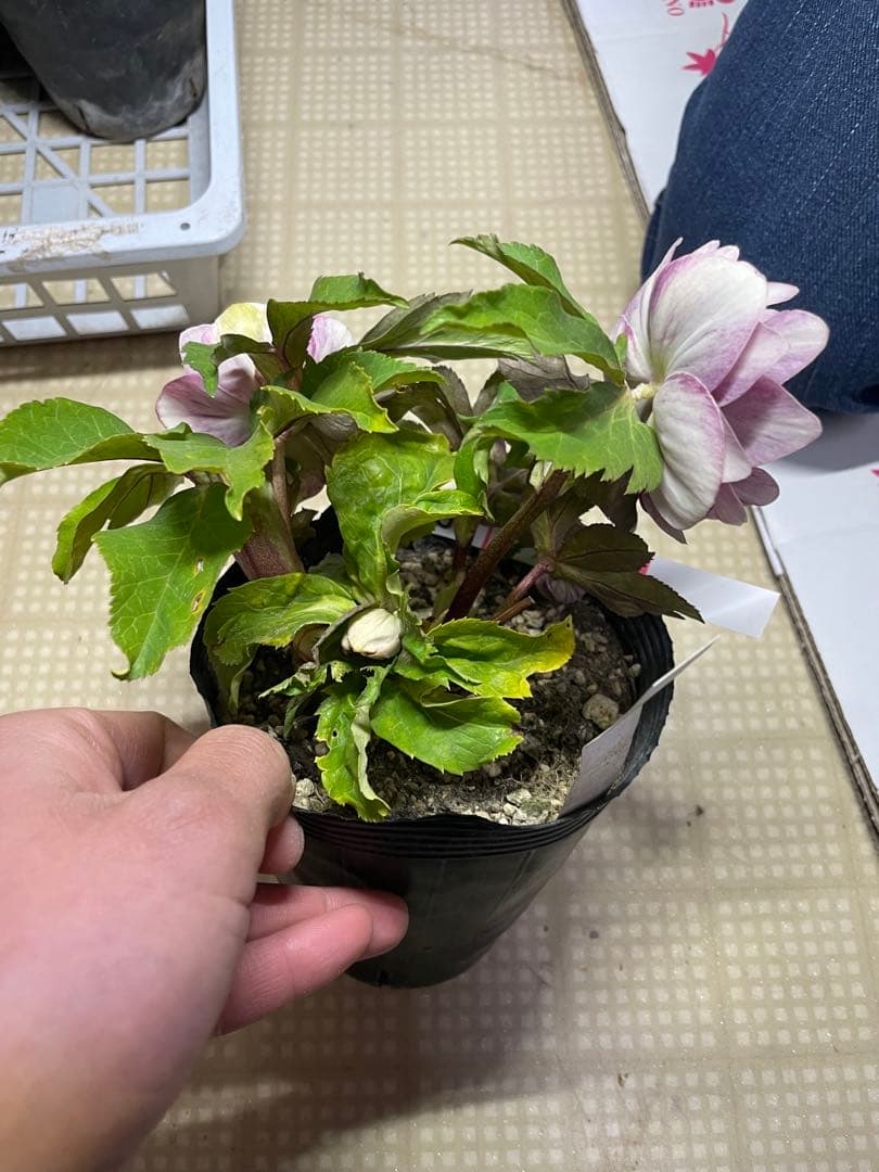 加藤農園 アンティーク系 クリスマスローズ