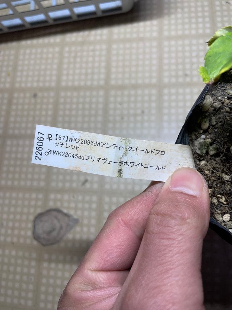 加藤農園 アンティーク系 クリスマスローズ