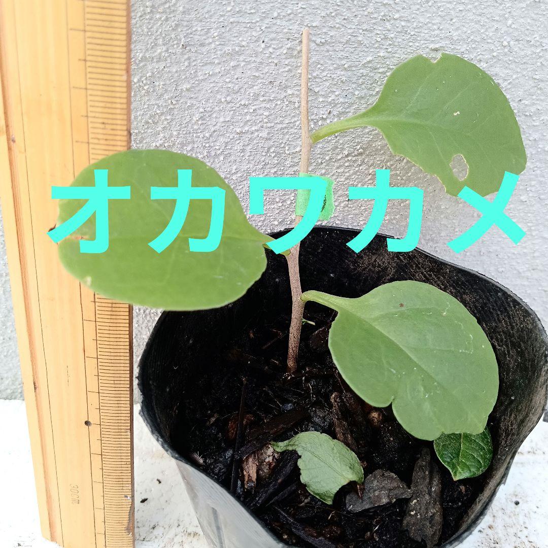 オカワカメ　抜き苗　A