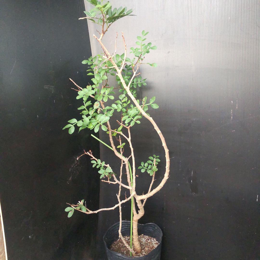 ピスタチオ苗木