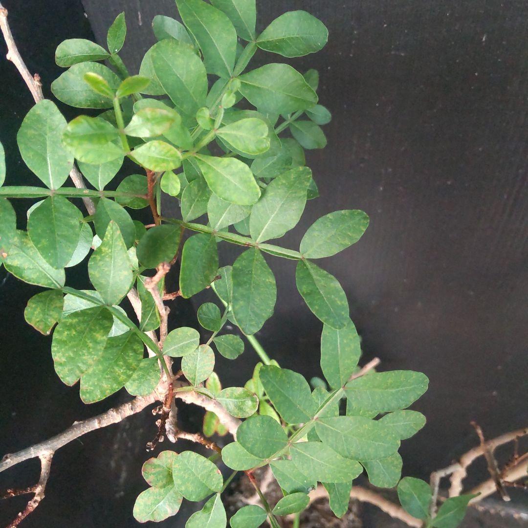 ピスタチオ苗木