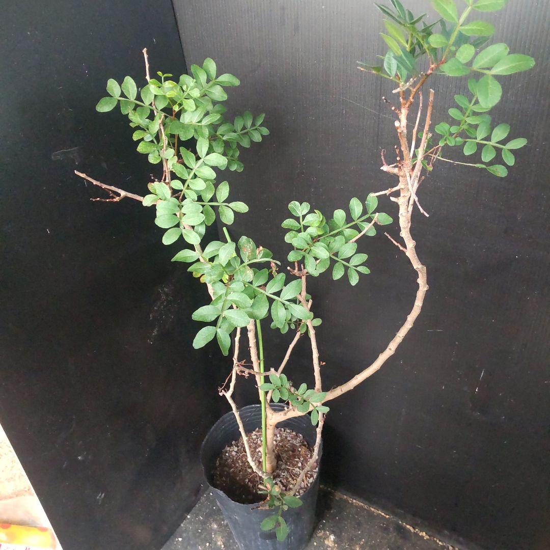 ピスタチオ苗木