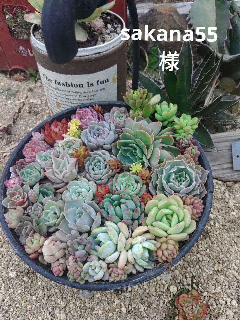 お詫び　確認用